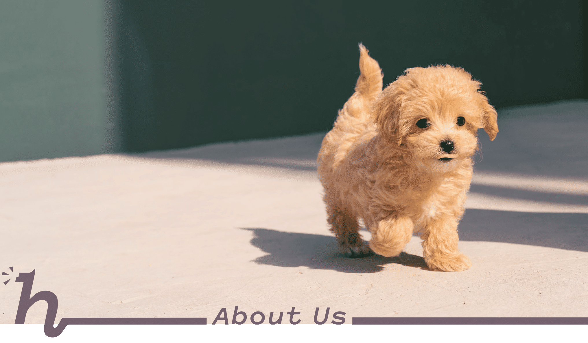 A cute blonde puppy walking towards the camera with the text, "About Us" for Honna's Veterinary