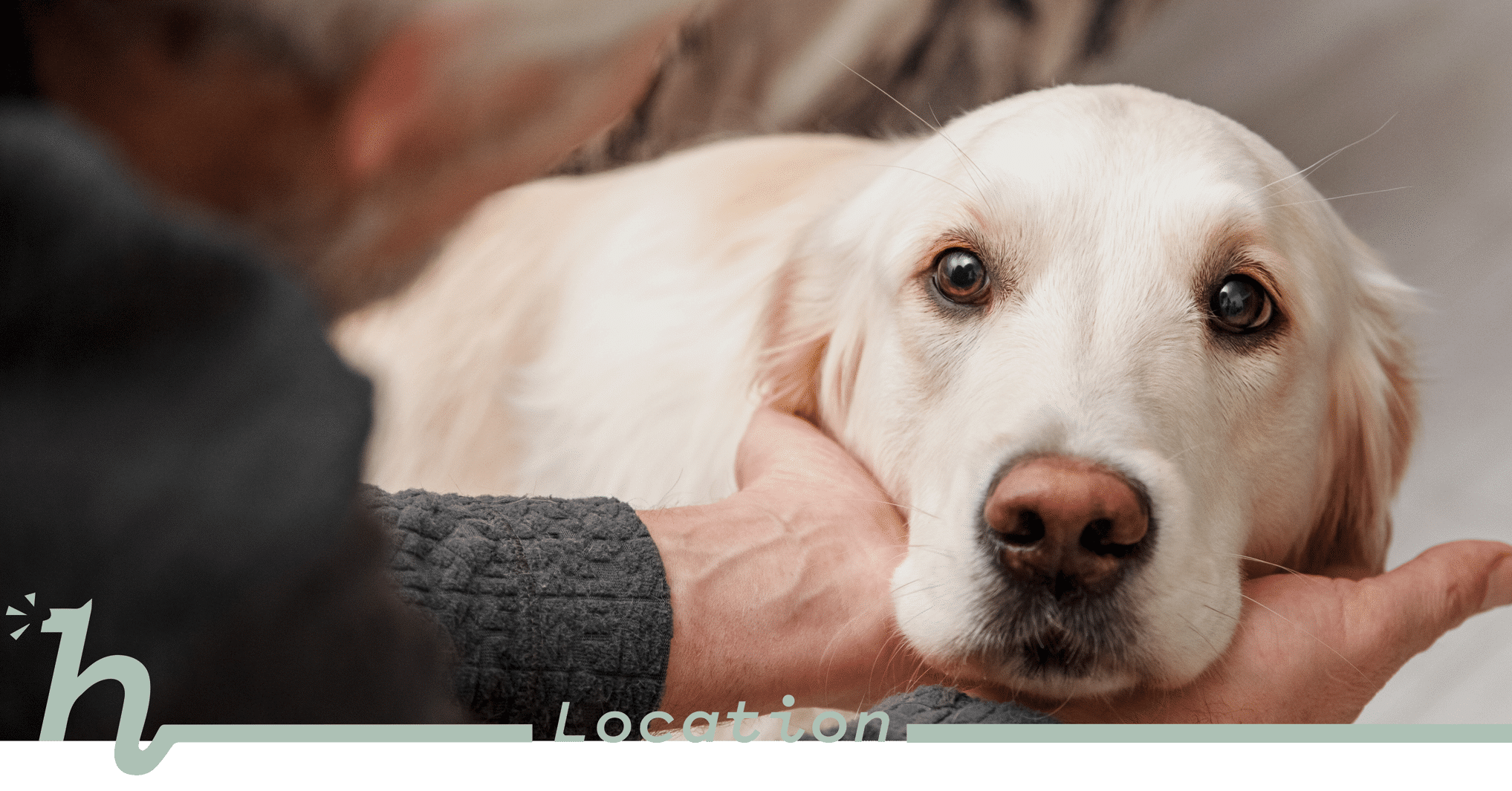 A yellow lab with it's head resting in someones hands with the text, "Location"