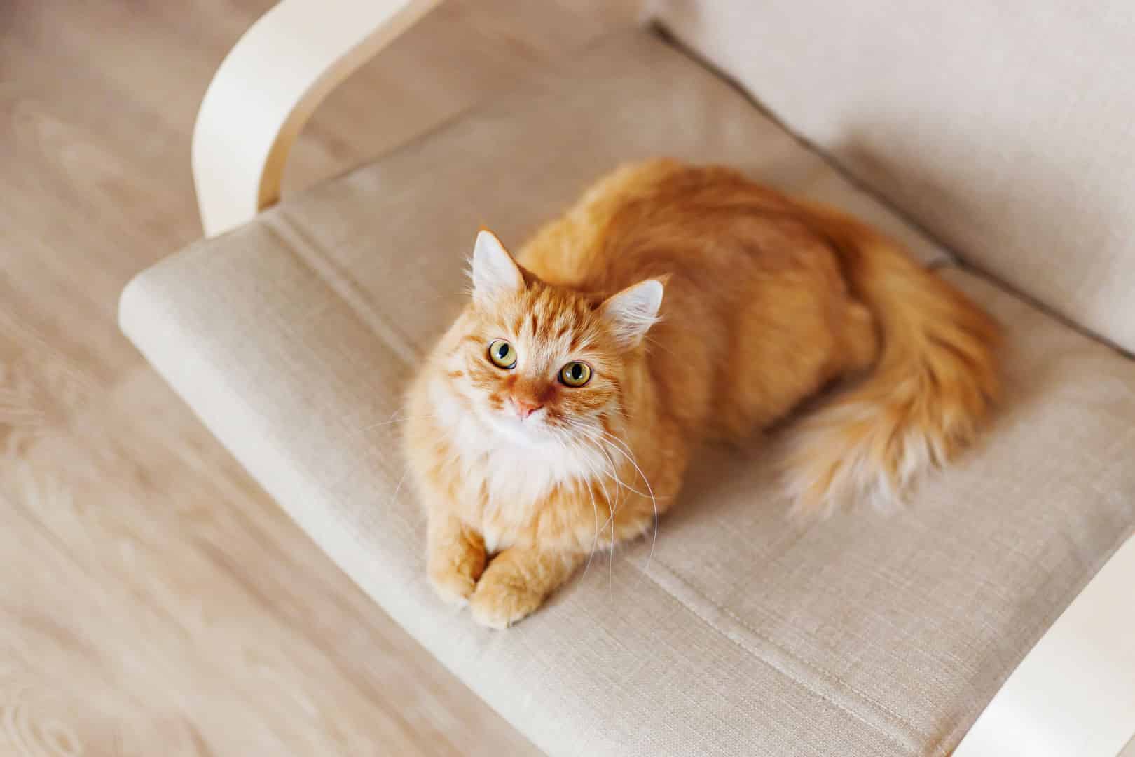 An orange long hair cat sitting on a chair in austin texas