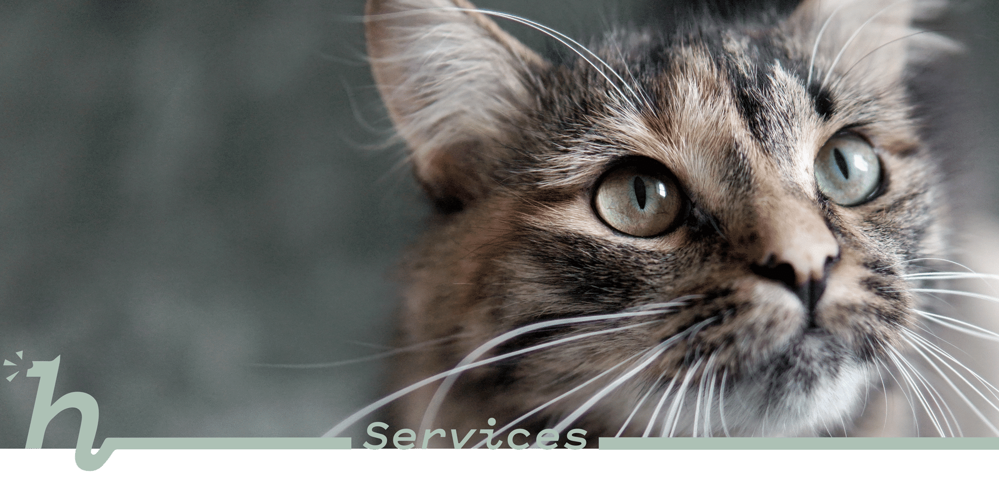 A close up of a tabby cat with green/ gray eyes with the text, "Services" for Honna's Veterinary
