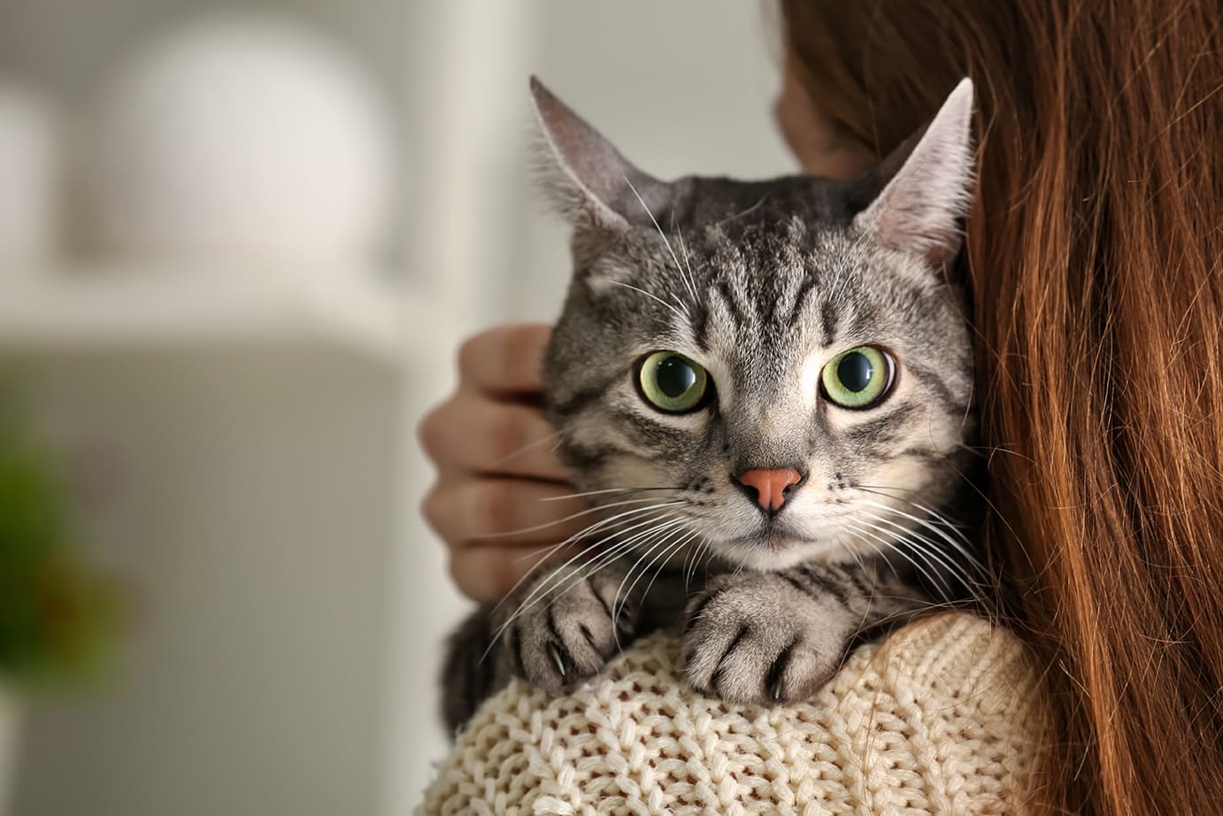 woman holding cat up toher shoulder after a cat injury in austin texas