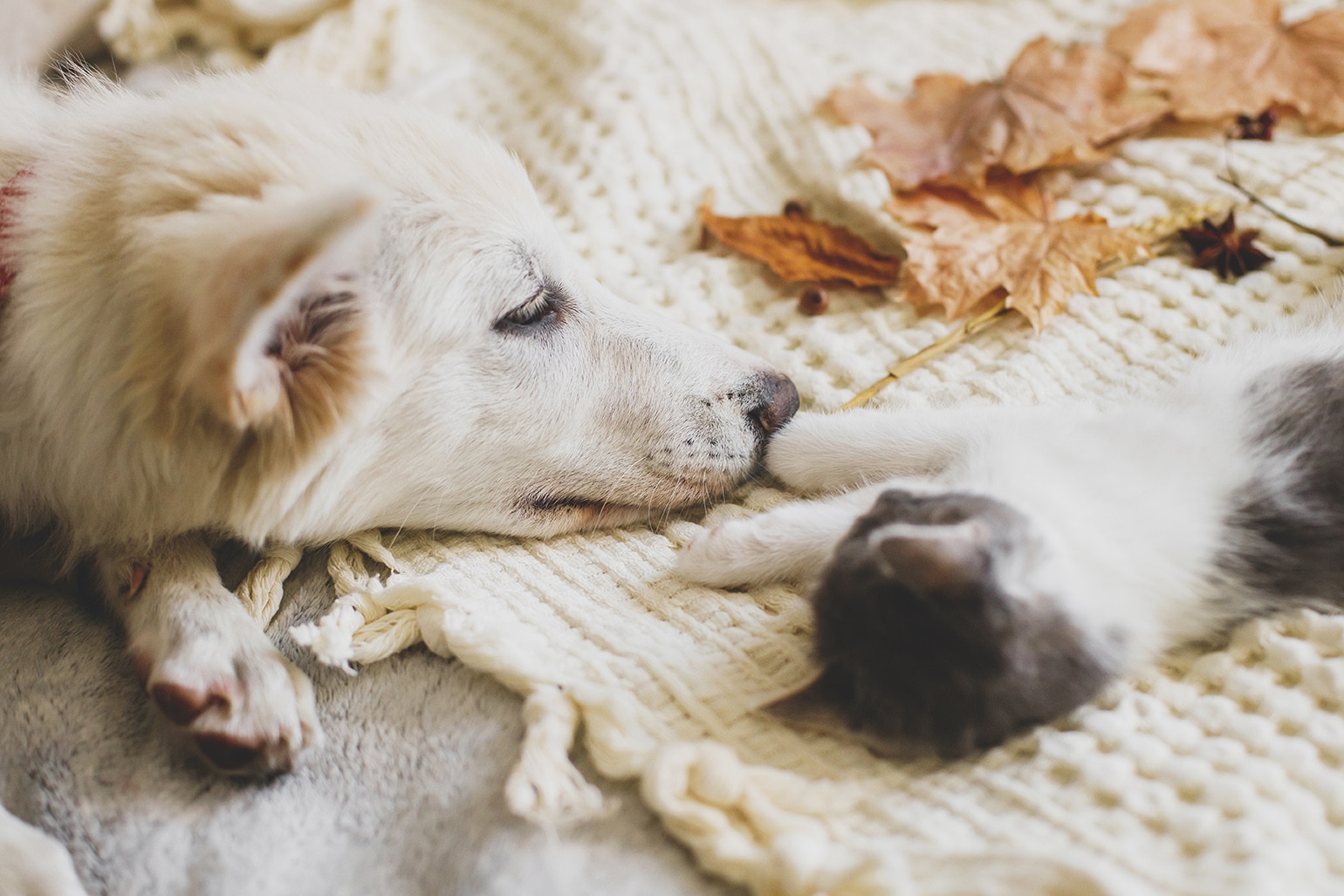 dog and cat cozy in austin texas