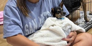 A small Chihuahua mixed breed puppy wrapped cozy in a white towel being held securely by a veterinary team member at Honnas Veterinary. 