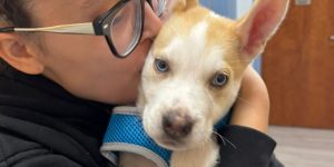 A clinic worker kissing a tan and white puppy wearing a blue harness, highlighting a gentle and stress-free first free exam at Honnas Veterinary.