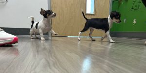 Two small black and white puppies playing safely on the clean floor inside Honnas Veterinary clinic during their socialization phase. 