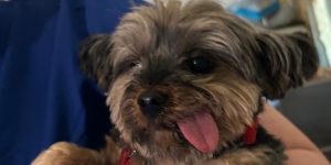 Close-up of a small, fluffy terrier mix dog with its tongue playfully sticking out during a veterinary visit. 