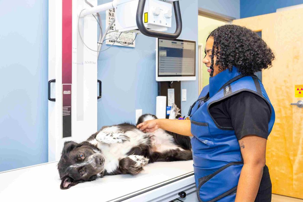 Dog receiving emergency care at Honnas Veterinary clinic
