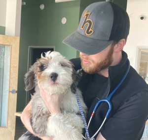 Dog receiving emergency veterinary care from a veterinarian