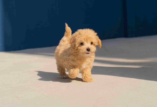 Puppy receiving care from a veterinarian at Honnas Vet Clinic