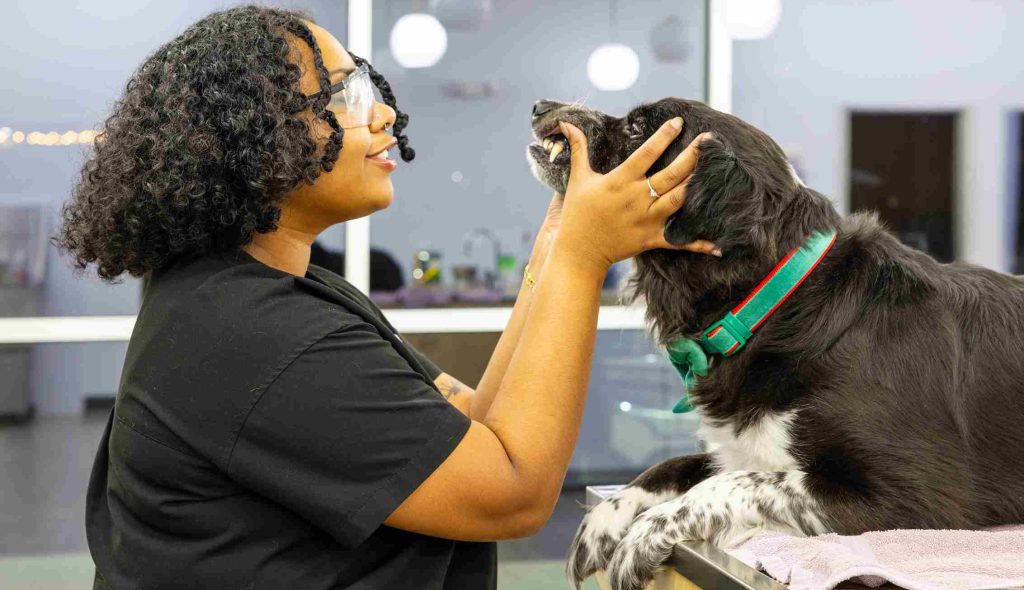 Pet receiving care at Honnas Veterinary clinic