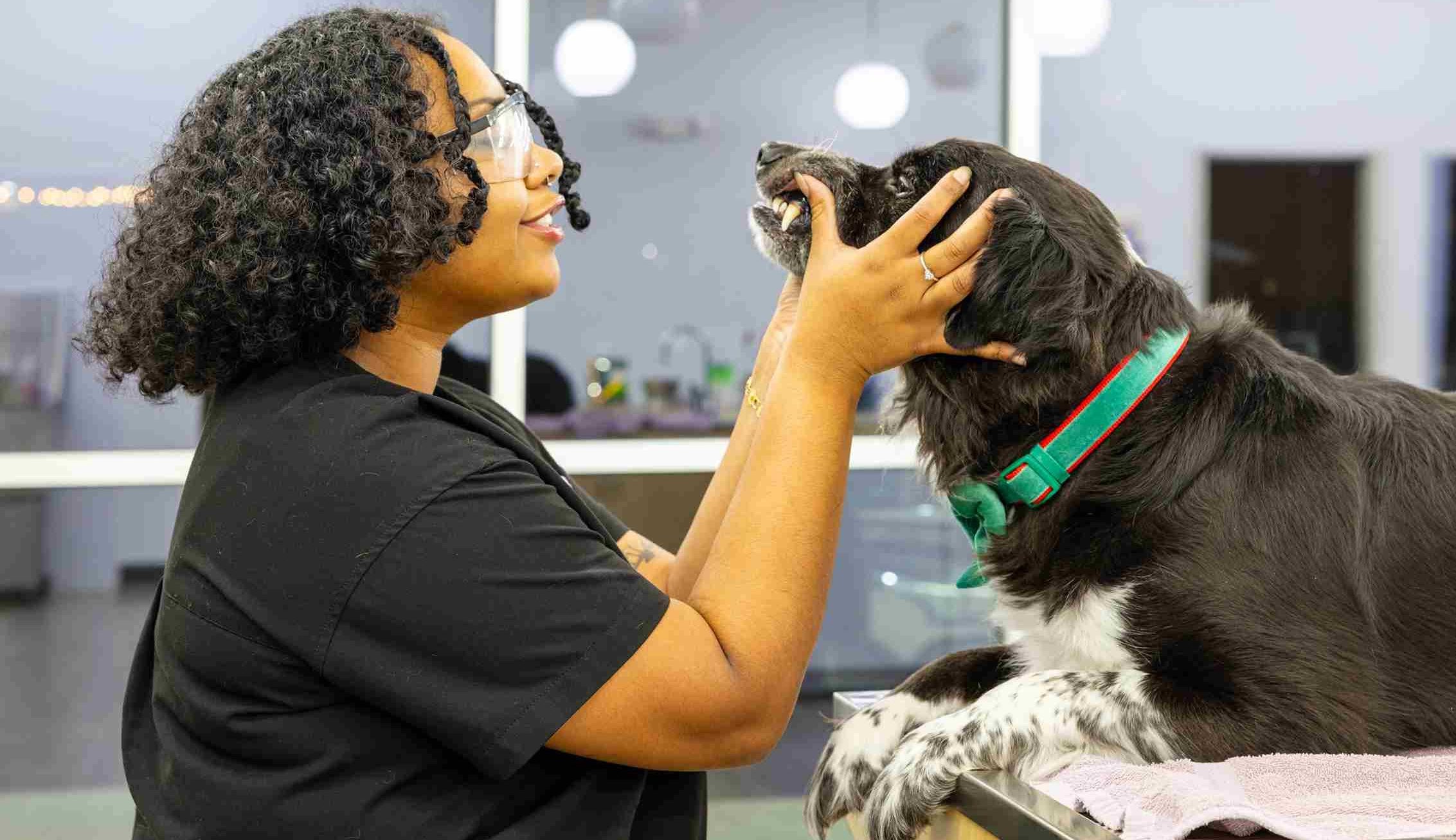 Pet receiving care at Honnas Veterinary clinic