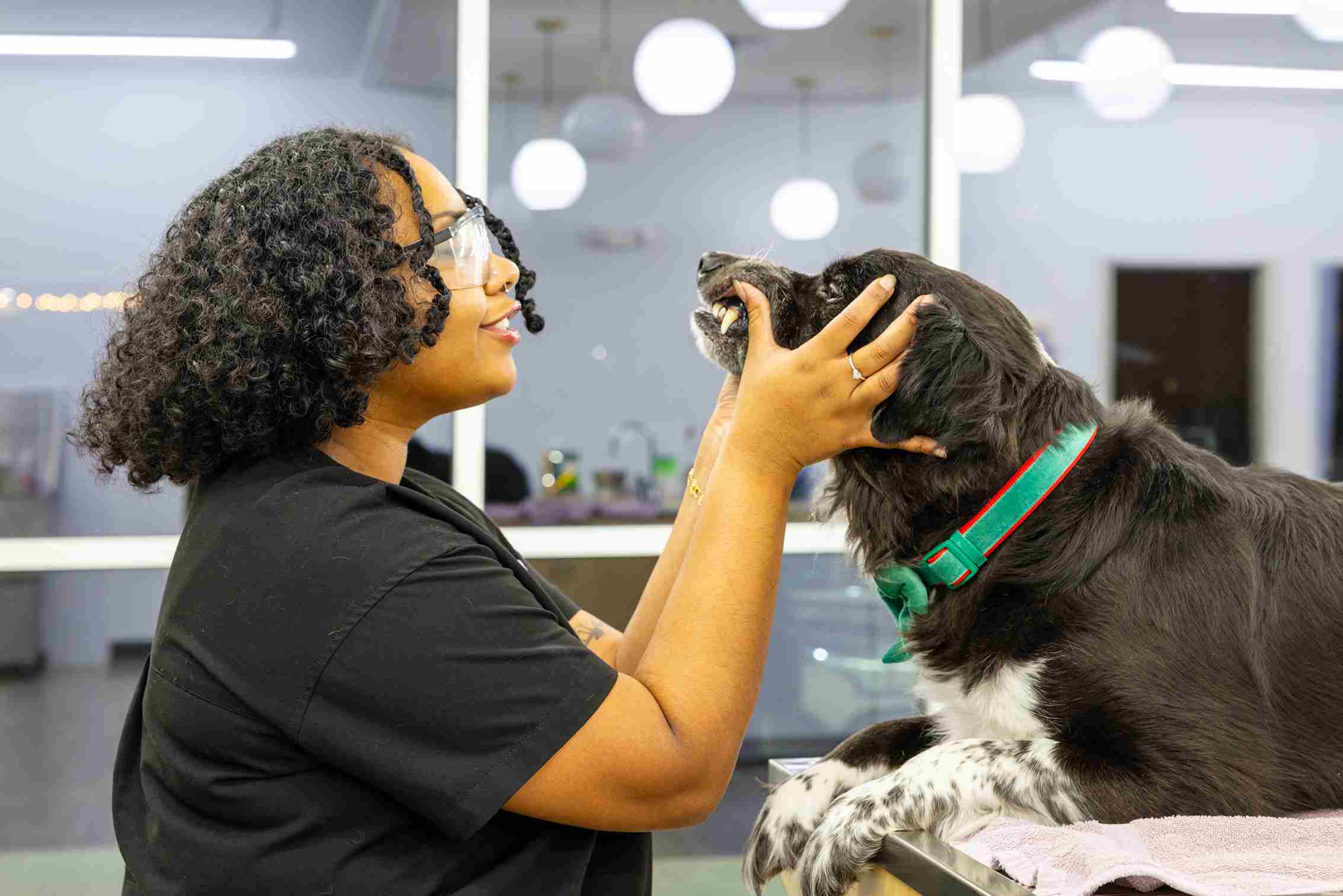 Pet receiving care at Honnas Veterinary clinic