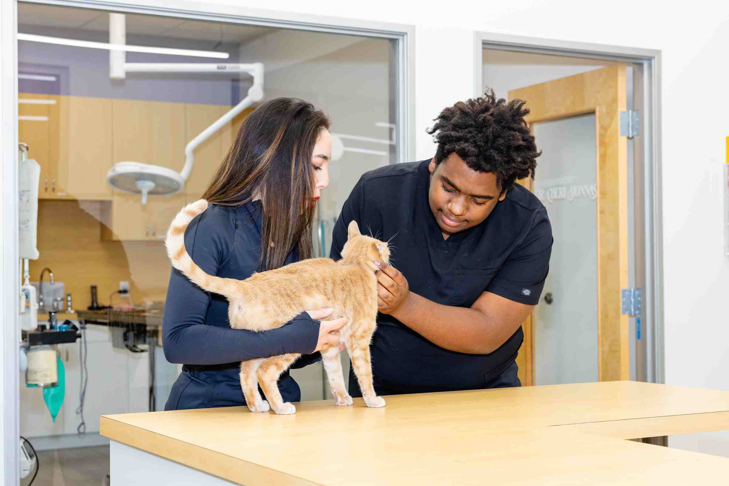 Honnas Veterinary staff providing compassionate care at animal hospital