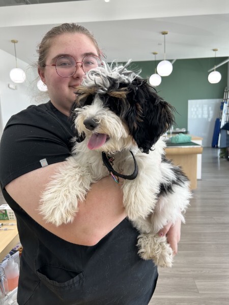 Dog ready for summer