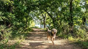 A joyful dog exploring a lush, dirt trail surrounded by thick trees and green foliage at Red Bud Isle park in Austin, Texas.