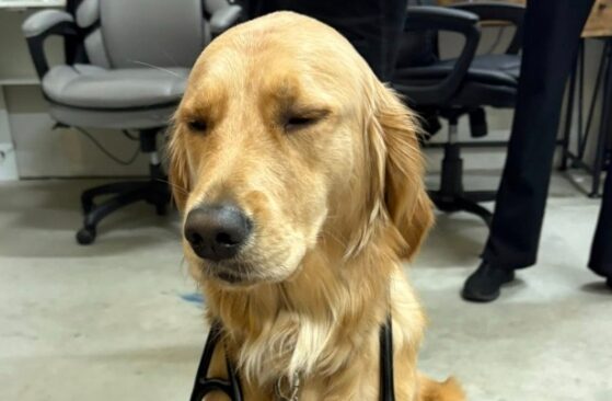 A golden retriever dog sits calmly on a pink towel over a blue mat inside what appears to be a veterinary clinic. The dog has its eyes closed peacefully while wearing a black medical stethoscope around its neck, attached to a pink leash. Office chairs are blurred in the background.