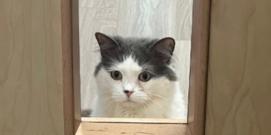 A gray and white cat looking through a doorway, representing a pet showing subtle signs of environmental allergies.