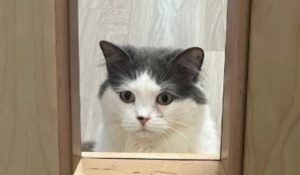 A gray and white cat looking through a doorway, representing a pet showing subtle signs of environmental allergies.