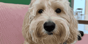 Up-close view of a fluffy Cockapoo with long, floppy ears resting against a pink cushion, a breed that requires careful moisture monitoring to prevent ear yeast infections.