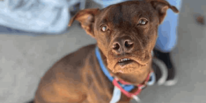A close-up of a brown dog wearing a blue and pink collar, looking upward with wide eyes, illustrating that dogs are stoic and can be hurting even when they are not crying out.