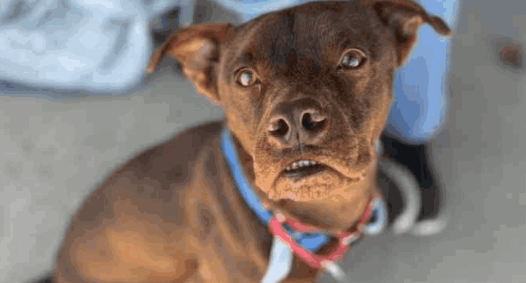A close-up of a brown dog wearing a blue and pink collar, looking upward with wide eyes, illustrating that dogs are stoic and can be hurting even when they are not crying out.