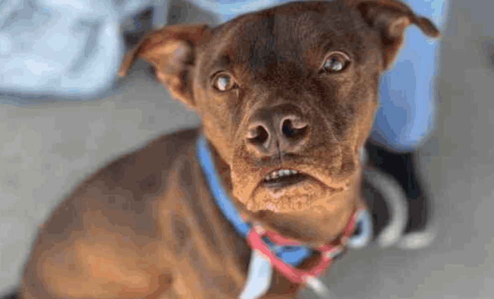 A close-up of a brown dog wearing a blue and pink collar, looking upward with wide eyes, illustrating that dogs are stoic and can be hurting even when they are not crying out.