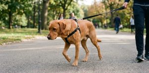 A golden-colored dog walking on a path while favoring and lifting its front leg, indicating a limp, while being held on a leash by a person.