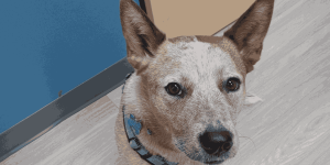 Close-up of a Red Heeler looking up alertly in a veterinary clinic, representing dogs that may show early signs of otitis externa like head shaking or ear discomfort.
