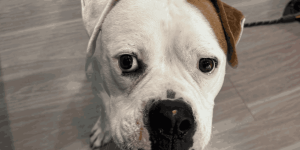 Close-up view of a white American Bulldog mix with a brown patch over its ear, looking directly forward, ideal for representing dogs needing an at-home paw or joint assessment.