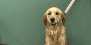 A golden retriever sitting patiently against a green wall on a pink leash, highlighting the importance of keeping a dog's ears completely dry after swimming or baths.