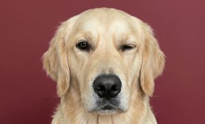 A close-up studio headshot portrait of a golden retriever looking directly forward against a solid, matte maroon background. The dog is squinting its left eye completely shut with no visible discharge or tearing, while its right eye remains wide open and alert.