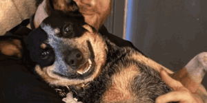 A happy Blue Heeler mix being held closely by its owner, showing a content pet receiving comfort, which is helpful for sections on managing chronic arthritis or joint stiffness.