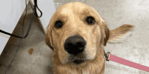 A close-up shot of a golden retriever puppy on a pink leash looking up at the camera, representing large-breed puppies that are susceptible to developmental conditions like panosteitis.