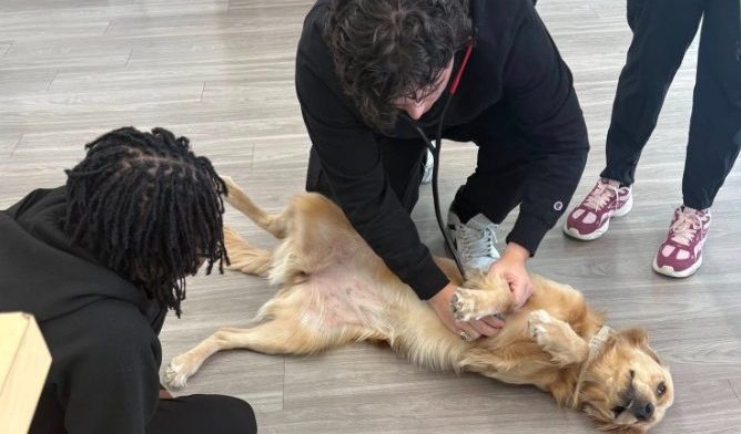 A veterinarian kneels on a light wood-look floor to examine a golden retriever lying on its back with its paws up. The vet uses a stethoscope to check the dog's chest while another person with dreadlocks sits nearby to help keep the dog calm. A third person's legs in black scrubs and pink sneakers are visible standing to the right.