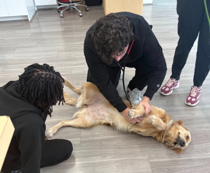 A veterinarian kneels on a light wood-look floor to examine a golden retriever lying on its back with its paws up. The vet uses a stethoscope to check the dog's chest while another person with dreadlocks sits nearby to help keep the dog calm. A third person's legs in black scrubs and pink sneakers are visible standing to the right.