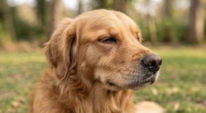 A side-profile view of a golden retriever sitting in a park with visible swelling around its eye.