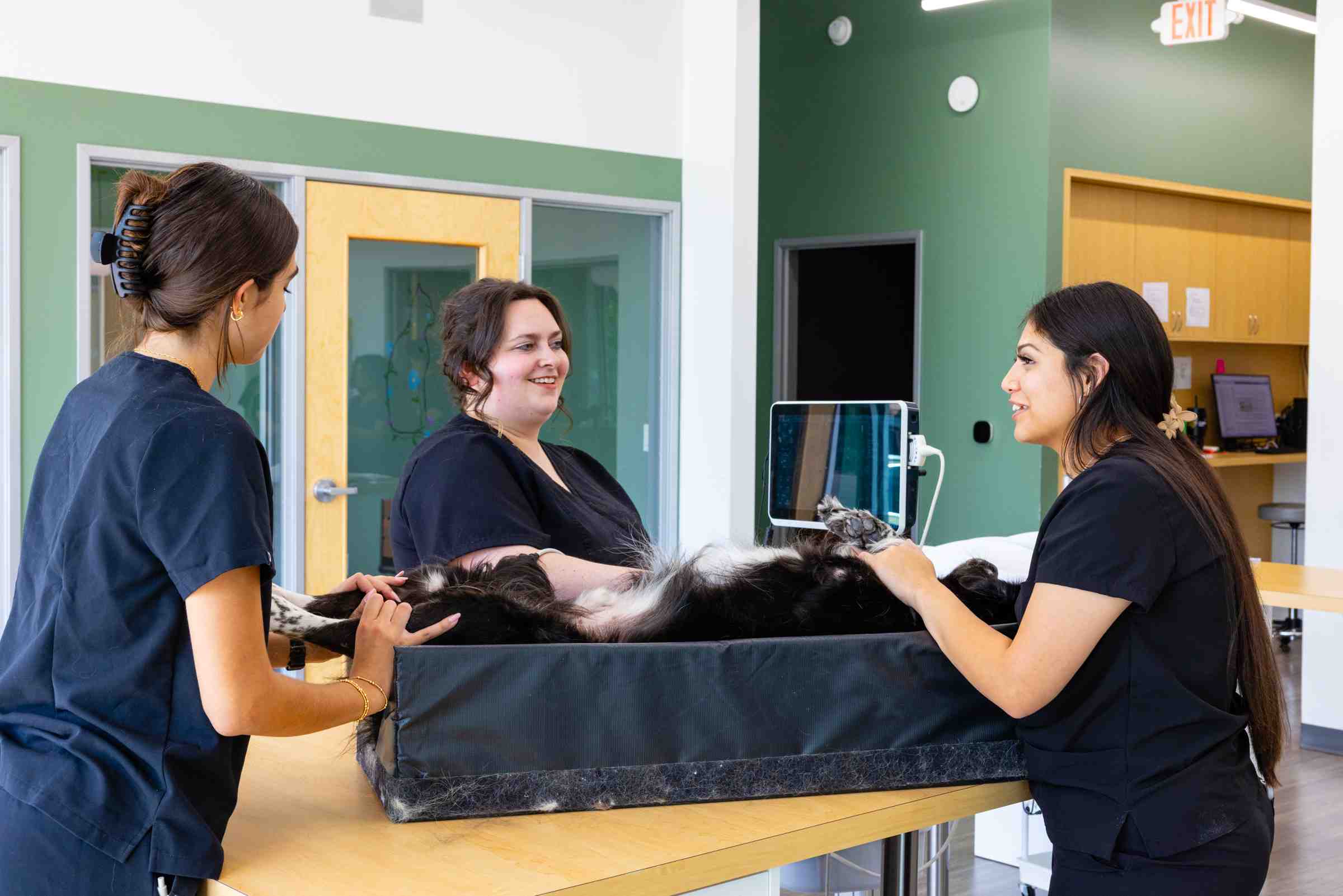 Dog receiving a cardiac ultrasound and echocardiogram at Honnas Veterinary.