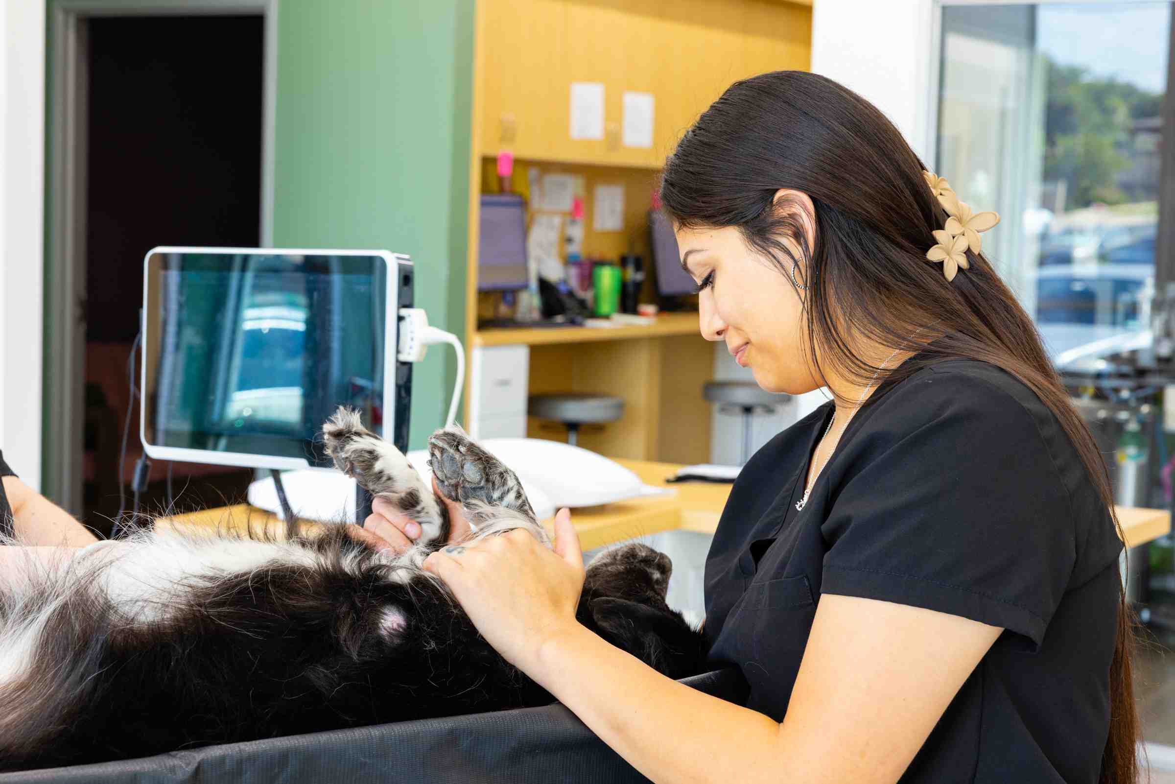 Dog receiving a veterinary echocardiogram at Honnas Veterinary in Austin, TX.