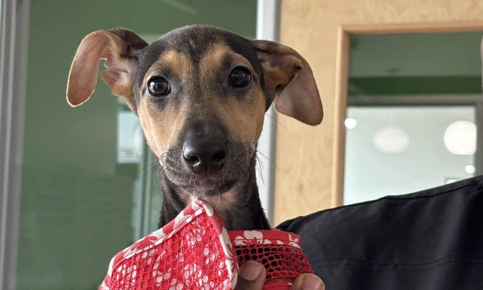 Pet owner calling the Pet Poison Helpline after dog ate poison
