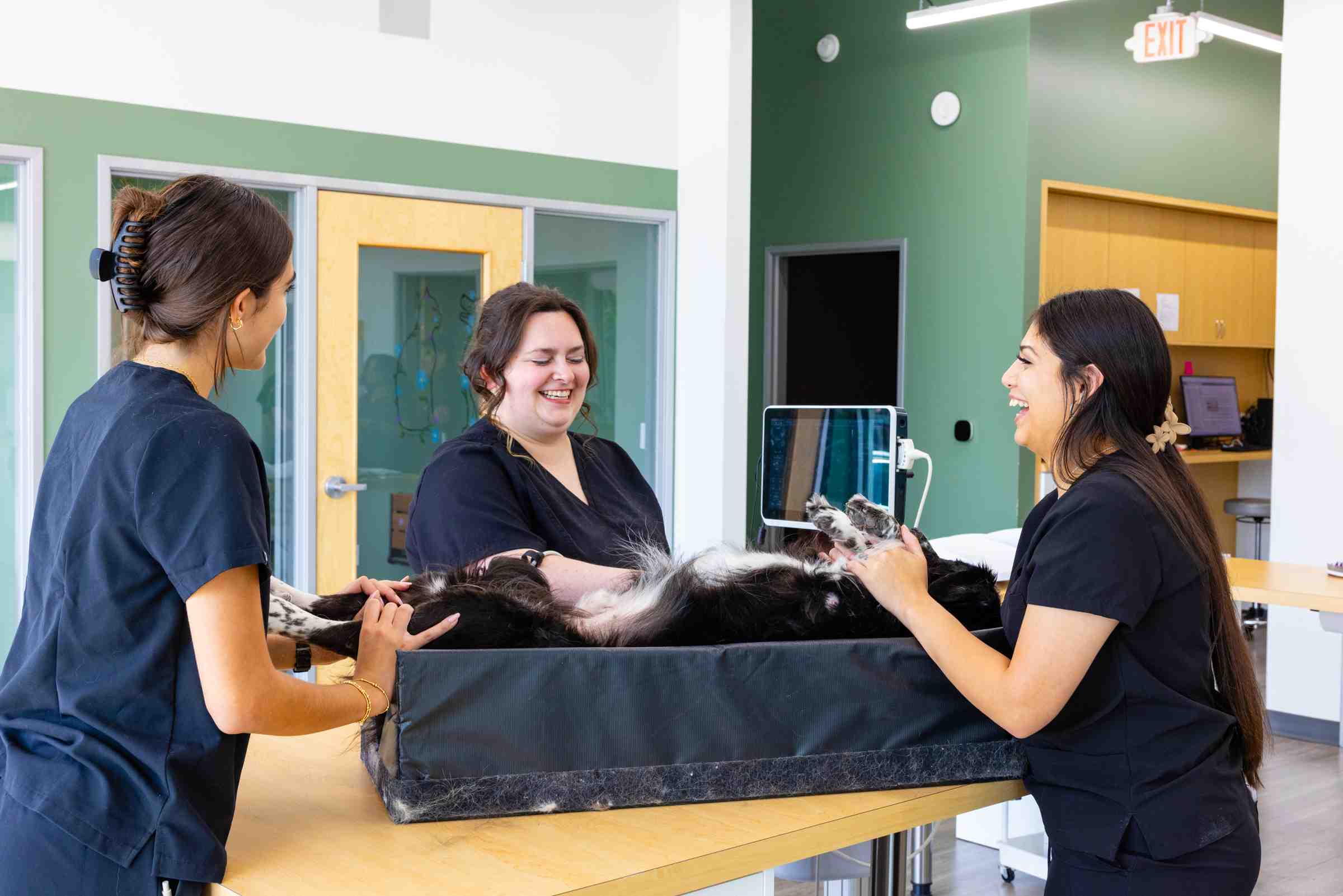 Pet echocardiogram and ultrasound exam performed by the veterinary team at Honnas Veterinary.