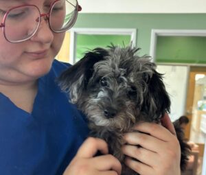 Medications stored safely out of reach to prevent dog poisoning