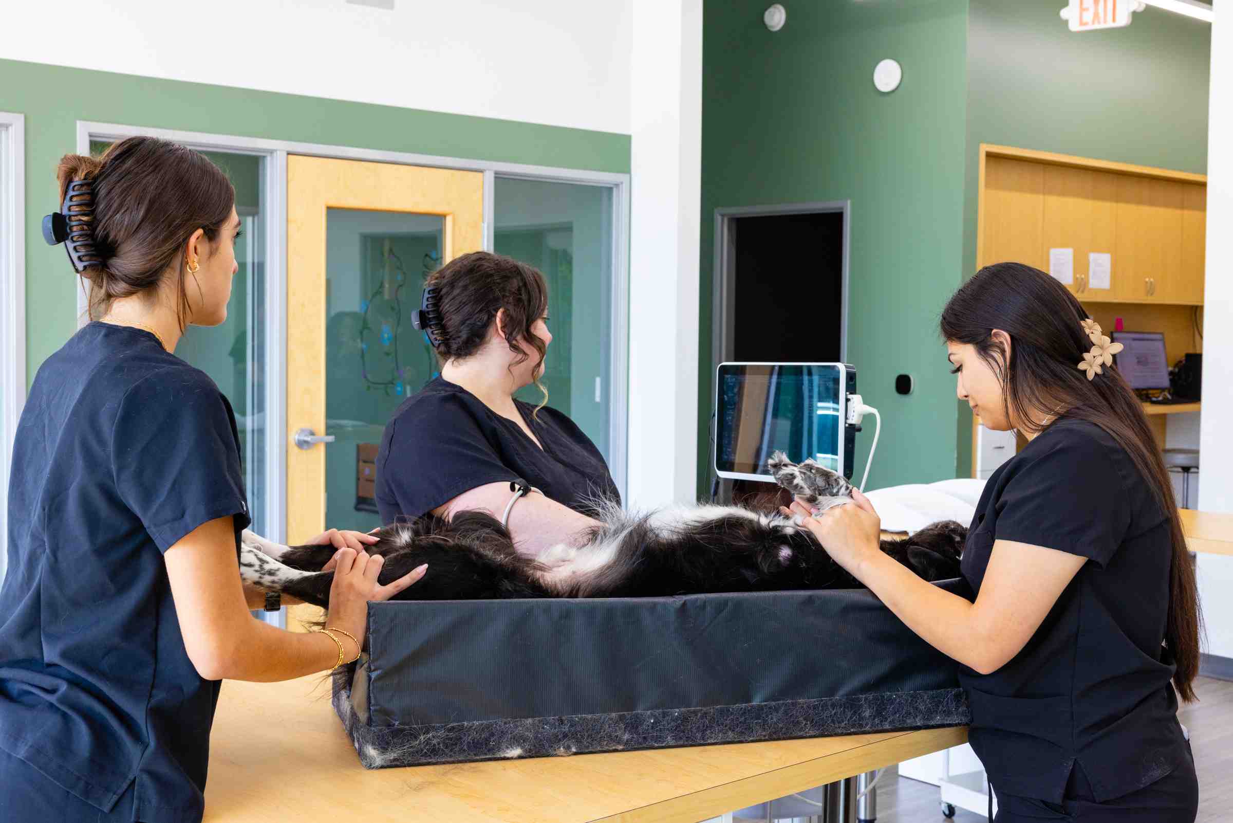 Veterinary team performing an echocardiogram on a dog in Austin, TX.