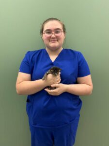 Veterinary team member in blue scrubs gently holding a small tabby kitten at Honnas Veterinary in South Austin.