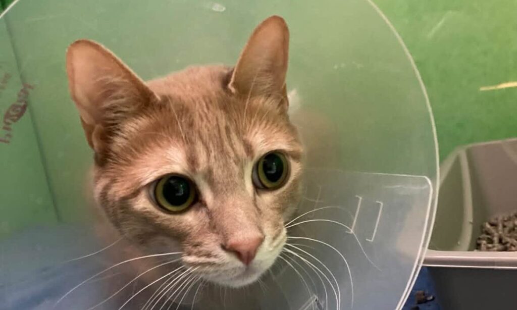 Orange tabby cat wearing a protective cone while receiving veterinary care at Honnas Veterinary in South Austin, TX.