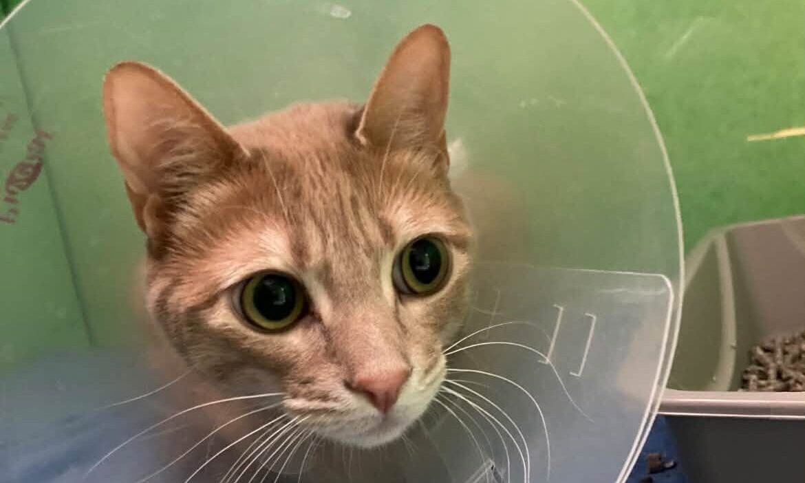 Orange tabby cat wearing a protective cone while receiving veterinary care at Honnas Veterinary in South Austin, TX.